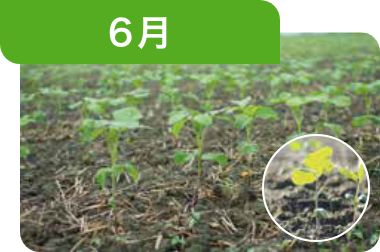 6月 播種～発芽