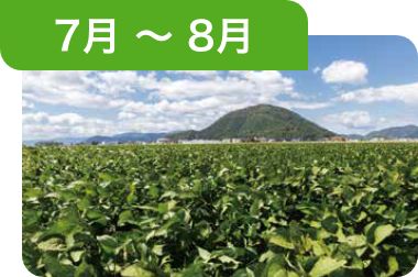 7月～8月 成長