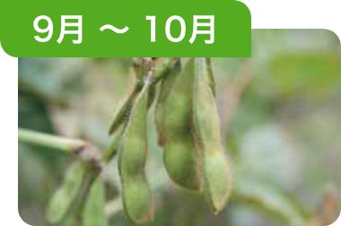 9月～10月 緑色の枝豆に