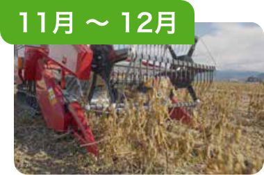 11月～12月 収穫