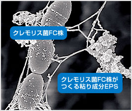 クレモリス菌FC株とクレモリス菌FC株がつくる粘り成分EPS