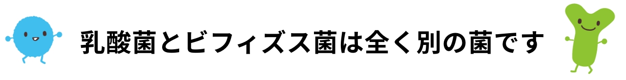 乳酸菌とビフィズス菌の違い