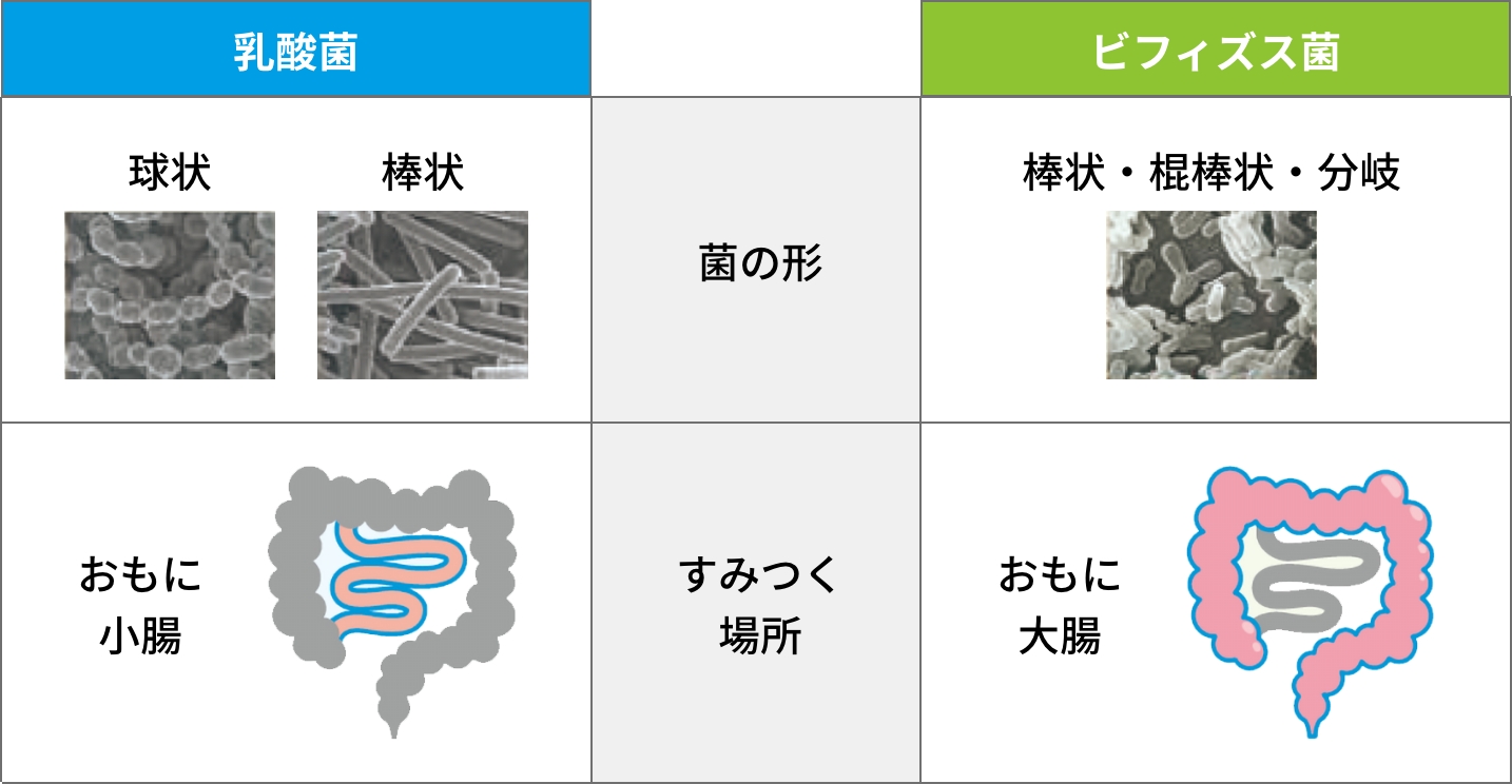 乳酸菌とビフィズス菌の違い