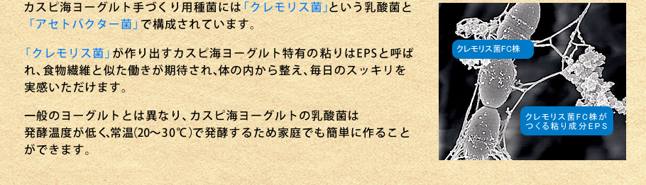 カスピ海ヨーグルト種菌は「クレモリス菌」と「アセトバクター菌で構成される。」