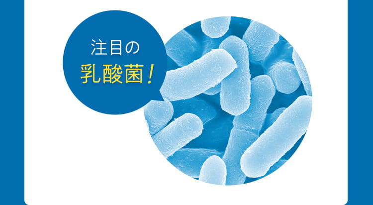 注目の乳酸菌！