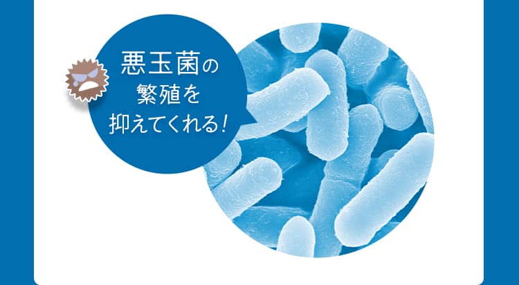 悪玉菌の繁殖を抑えてくれる！