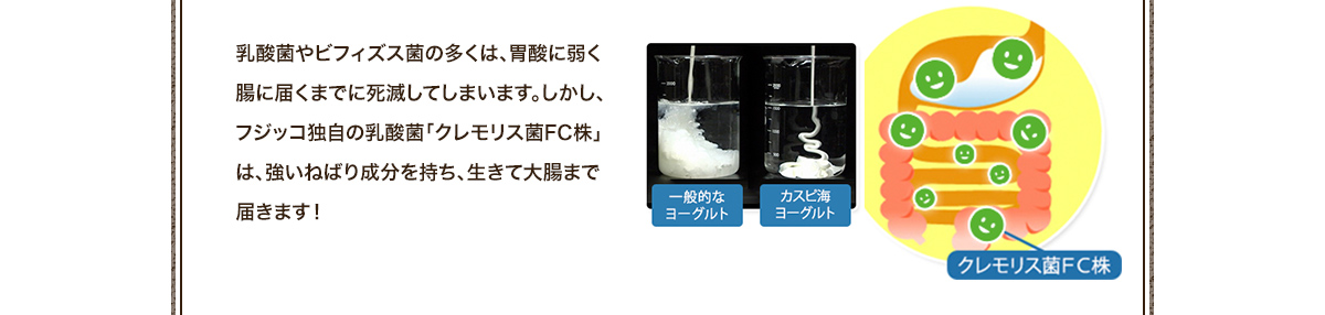 乳酸菌やビフィズス菌の多くは、胃酸に弱く腸に届くまでに死滅してしまいます。しかし、フジッコ独自の乳酸菌「クレモリス菌FC株」は、強いねばり成分を持ち、生きて大腸まで届きます！ 一般的なヨーグルト カスピ海ヨーグルト クレモリス菌FC株